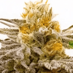 Close-up image of a Tropicana Cookies Purple (F) (Wholesale BULK) cannabis plant bud covered in white trichomes with some yellow floral growth.