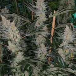 Sin City Seeds Tangerine SinMint