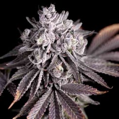 Sin City seeds White Nightmare BX