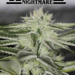 Sin City Seeds White Nightmare F2