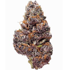 A close-up of a Black Cherry Soda (F) (Wholesale BULK) cannabis bud with vibrant purple hues, orange hairs, and white trichomes, isolated on a white background.