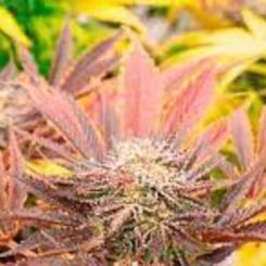 A close-up of a Cherry Pie (F) (Wholesale BULK) cannabis plant showcases its red and green leaves with a bud in the center, ready for Wholesale BULK.