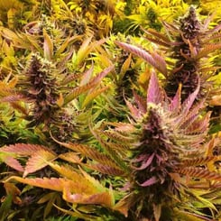 Close-up of thriving Chocolopez (F) (Wholesale BULK) cannabis plants with dense buds and vibrant leaves in shades of green, purple, and yellow.