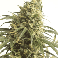 Green Mountain Seeds Mountain Gold