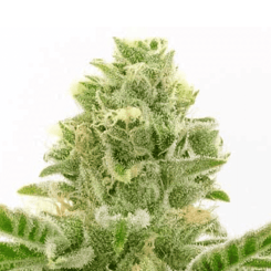 Close-up view of a Grease Monkey (F) (Wholesale BULK) cannabis bud with green leaves and fine white crystals, set against a plain white background.