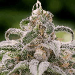 Close-up image of a Maui Waui (F) (Wholesale BULK) cannabis plant bud coated in trichomes with green leaves in the background, ideal for wholesale or BULK purchases.