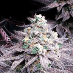 Close-up of a mature Peanut Butter Breath (F) (Wholesale BULK) cannabis plant with purple-tinged leaves and dense, frosty buds.