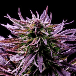 Close-up of a purple-tinged Rainbow Kush (F) (Wholesale BULK) cannabis plant with elongated leaves and dense buds, set against a black background.