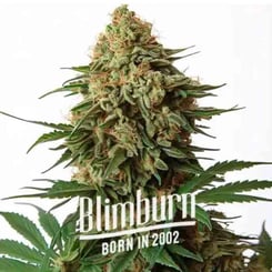 Close-up of a large cannabis bud with green leaves, labeled "Blimburn Born in 2002." This impressive strain features the robust genetics of 9 Pound Hammer (F).