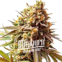 Close-up of a cannabis plant bud with the text "Blimburn Born in 2002" overlaid on the image. The dense bud, reminiscent of Cereal Milk (F) - BLIMBURN SEEDS, is covered in trichomes and showcases green and orange hues.