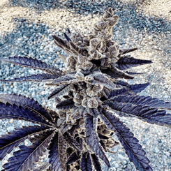 Close-up of a cannabis plant with dense buds and dark purple leaves, against a gravel background, reminiscent of the vibrant hues found in Cosmopolis (F) [Gary Poppins Drop].