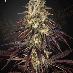 Close-up of a mature Kong's Krush (F) cannabis plant with dense, resinous buds and purple-tinged leaves against a dark background. Female symbol in the top left corner.