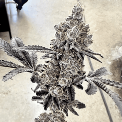 A close-up of a frosted Money Ball (F) [Gary Poppins Drop] cannabis plant showing dense buds and leaves covered in trichomes on a light-colored background.