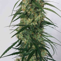 Panama A5 Haze (F) [LIMITED] cannabis plant with dense, green buds and long, pointed leaves. The plant has visible trichomes and appears healthy against a plain background.