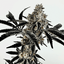 Close-up of a cannabis plant with dense buds and frosty trichomes, reminiscent of the quality seen in Poppin Fresh (F) [Gary Poppins Drop], set against a plain white background.