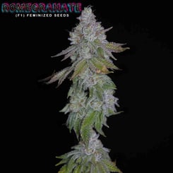 Romulan Genetics ROMEGRANATE