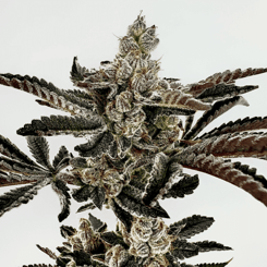 Close-up of a Sha-Boink (F) [Gary Poppins Drop] cannabis plant with dense, frosty trichomes covering its leaves and buds against a white background.