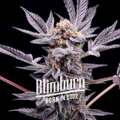 Close-up of a frosty cannabis plant with dark leaves and dense buds, featuring the text "Blimburn" and "Born in 2002" in white capital letters. The Zoap (F) strain stands out with its unique appearance.