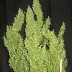 A dense, green Thai (R) with long, slender leaves stands against a black background.