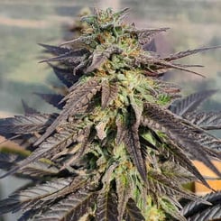 Close-up of a Zamaldelica x Kali China (F) cannabis plant with dense green and purple buds and frosty trichomes against a blurred background.