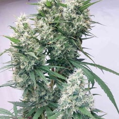 A mature Zenith (F) [LIMITED] cannabis plant with green leaves and densely packed flower buds covered in white crystals.