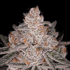 Apple Fritter Auto