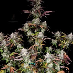 A tall CPT OG Auto cannabis plant with numerous buds covered in trichomes, displaying a mix of green, purple, and red leaves on a dark background.