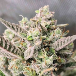 Close-up of a Divinations Auto with trichomes and frosty appearance, showcasing dense buds and serrated leaves.