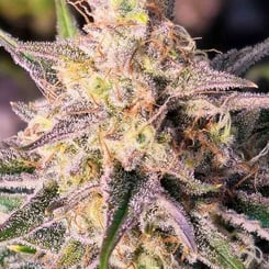 Close-up of a Microverse Morsels V2 Auto cannabis plant showing detailed trichomes and orange hairs on the buds, with green leaves partly visible surrounding the flower.