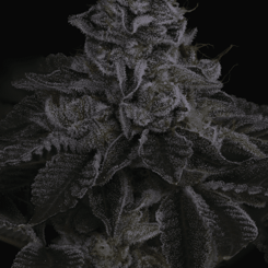 Close-up image of a cannabis bud covered in trichomes against a dark background. The plant features dense clusters of flowers and leaves coated with crystal-like structures, resembling the intricate precision of Nuclear Power (R) [LIMITED] in nature’s own design.