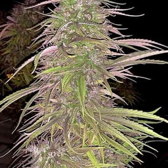 Close-up of a mature Oldtimer's Haze (R) cannabis plant with dense buds and frosty trichomes, surrounded by elongated leaves, set against a dark background.