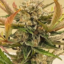 Close-up of a mature Durban Twist Auto with dense, frosty buds and multicolored leaves ranging from green to brown.