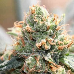 Close-up of a Hashtonic (F) cannabis bud covered in trichomes and orange pistils, showing a dense and frosty appearance. [LIMITED]