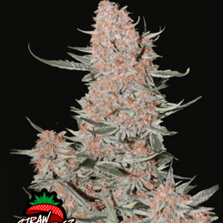 fastbuds ztrawberries auto