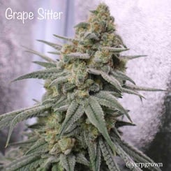 Cannarado Genetics Grape Sitter