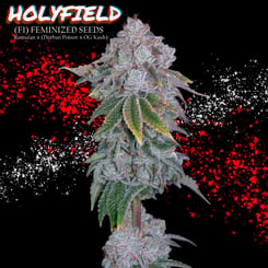 ROMULAN GENETICS HOLYFIELD