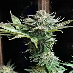 Mz Jill Genetics Jilly Glue