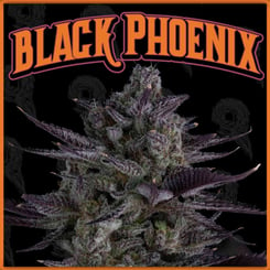 A close-up of a cannabis bud with purple hues against a black background, labeled "Black Phoenix (F)" in bold orange text at the top, highlights the striking beauty of the strain.