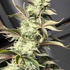 Irie Genetics Blueberry Butcher