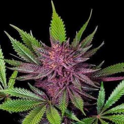 Close-up of a Sirius Black (F) (Wholesale BULK) cannabis plant with purple-colored buds and green leaves against a black background.