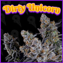 Close-up of frosty Sour Lime Haze (F) cannabis buds against a dark background, with the text "Dirty Unicorn" in colorful, bubble-style lettering at the top.