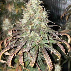 Irie Genetics Nuketown