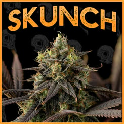 Close-up of a Sour Lime Haze (F) cannabis plant with dense buds and coated in trichomes, set against a black background with the word "SKUNCH" in bold, orange letters at the top.