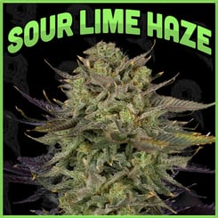 Image of a cannabis bud labeled "Sour Lime Haze (F)" with prominent green text at the top. The bud is detailed and covered in trichomes against a dark background.