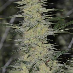 Irie Genetics Strawberry Starburst