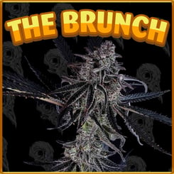 A cannabis plant with dense buds and dark, frosty leaves is centered against a patterned dark background. Overlaid with the words "THE BRUNCH" in bold, yellow-orange letters at the top, this image captures the essence of Sour Lime Haze (F).