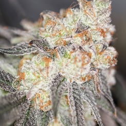 Sin City Seeds Blueberry Tartz