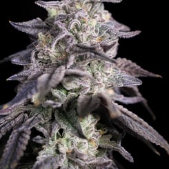 Sin City Seeds Kush Mintz X Blue Power