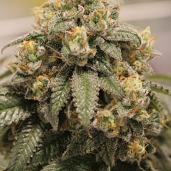 Sin City Seeds Lemon P