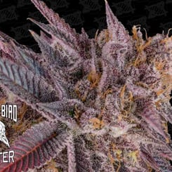 Close-up of a cannabis bud with purple and red hues, covered in trichomes. The words "Dark Soul [TESTER] (R)" with a bird skull logo are on the left side. Below it, "Dark Soul [TESTER] (R)" is subtly etched, adding an air of mystique to the image.